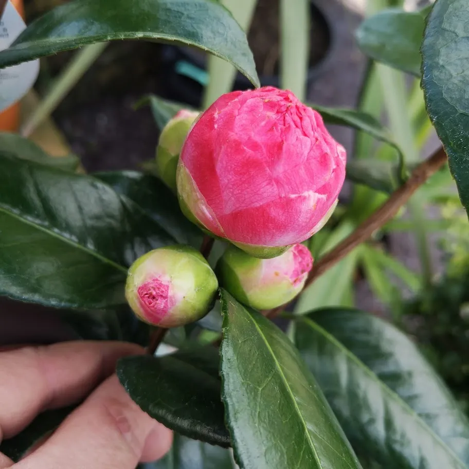 Camelia japonica Nuccio's Pearl