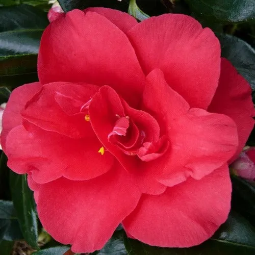 Camellia japonica Midnight